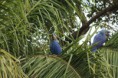 /album/en-passeios-com-turistas-no-pantanal/a1053429-445290005566159-1844844240-o-arara-azul-jpg/